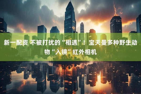 新一配资 不被打扰的“相遇”！宝天曼多种野生动物“入镜”红外相机