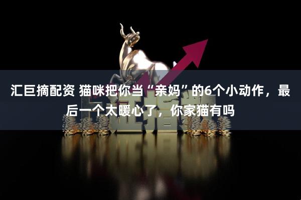 汇巨摘配资 猫咪把你当“亲妈”的6个小动作，最后一个太暖心了，你家猫有吗